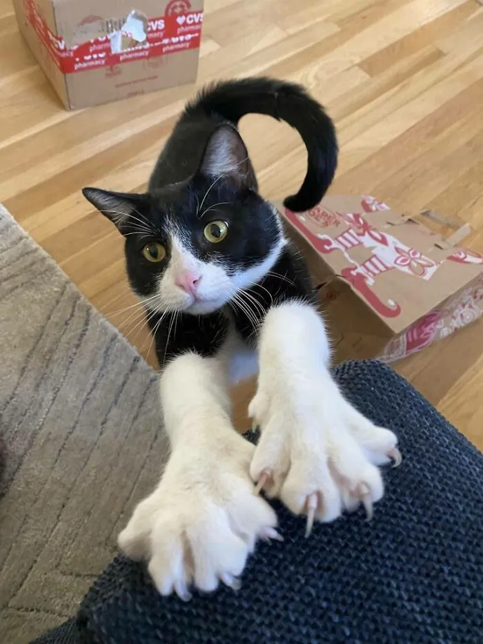 Moidah Mittens