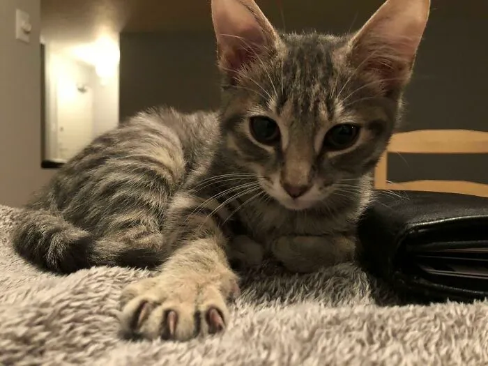 Just Got Back From The Vet, 10 Weeks Old, Beat Up The Vet And Vet Assistant Pretty Bad. Tired Baby Mittens