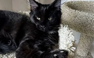 This Group Is Dedicated To Posting Pics Of Cats' "Murder Mittens" And Here Are Their 50 Best Pics (New Pics)