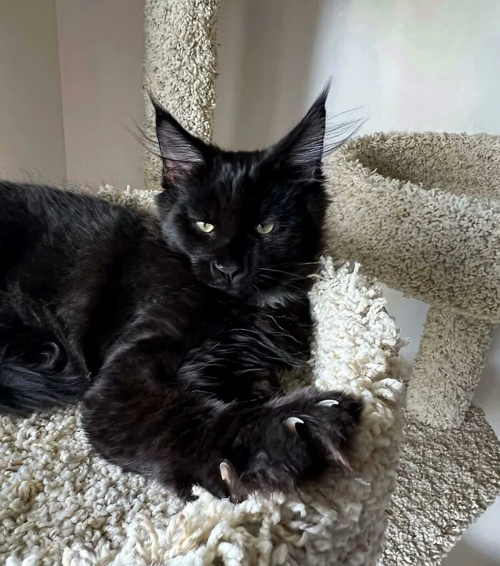 Meet Pablo