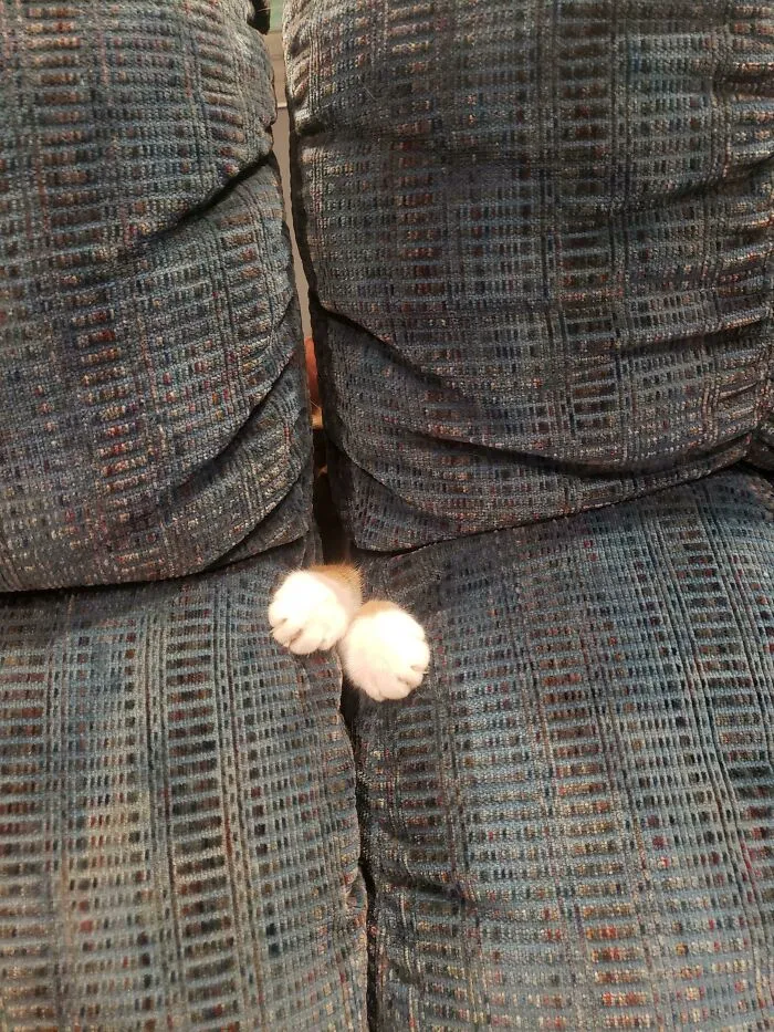 It's Not Safe Sitting On My Couch