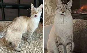 50 People Share How Their Beloved Cats Have Changed Since Being Adopted (New Pics)