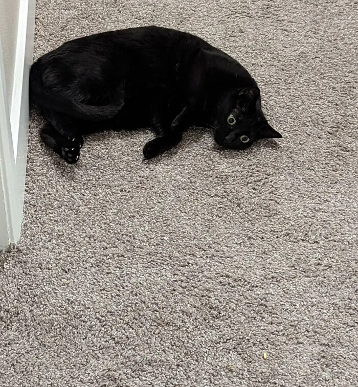 My Cat Staring At A Piece Of Rice
