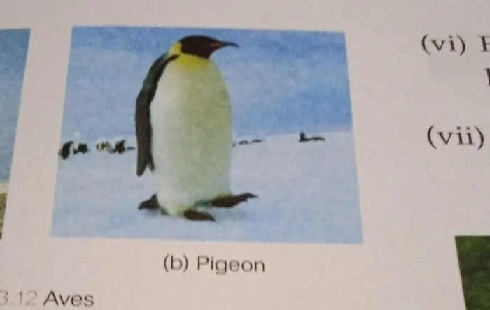 Ah Yes, Pidgeon