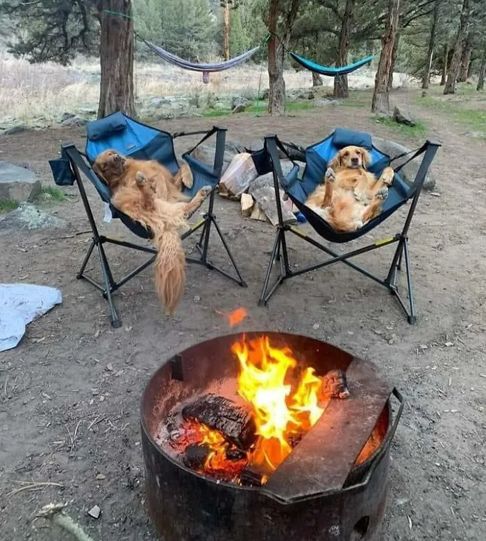Acampando con Golden Retrievers