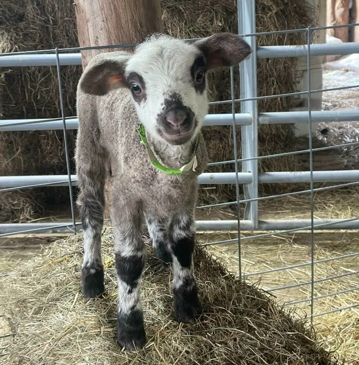 Esta pequeña señorita está muy orgullosa de sí misma por haber saltado a la paca de heno... Además sólo tiene 3 días de edad