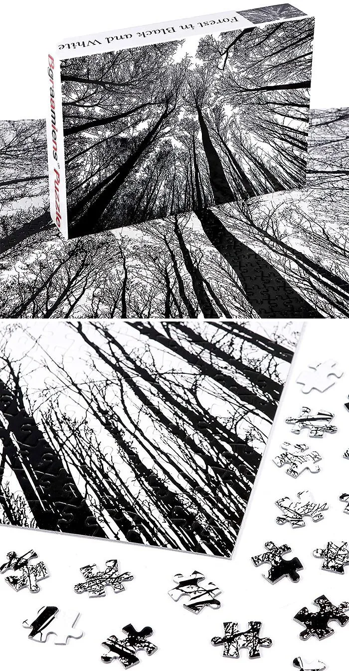 Forest In Black And White