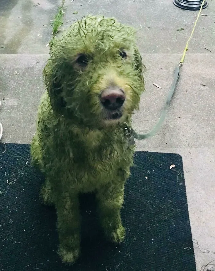 What If I Decide To Let My White Dog Out After I Mow My Lawn?