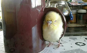 50 Times People Documented Animal ‘If I Fits, I Sits’ Examples In Real Life
