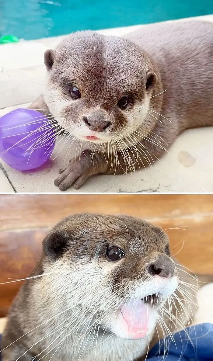 Cute otters playing with a purple ball and looking surprised, showcasing their adorable expressions.