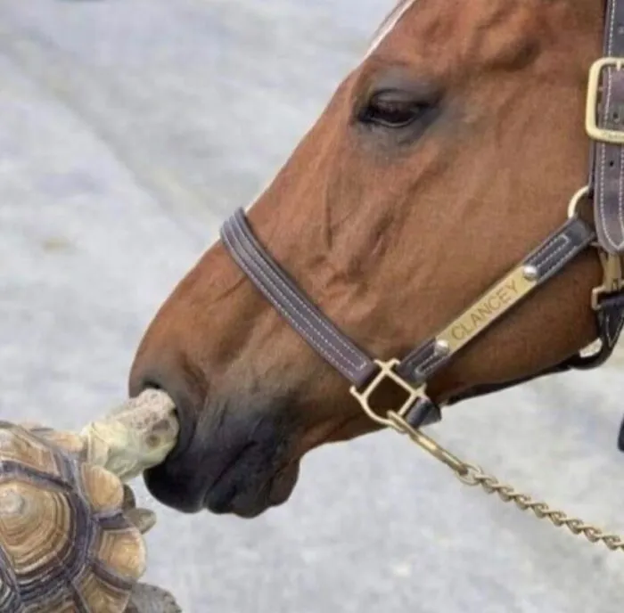 'Not My Animal': 40 Animal Pics That Just Don't Make Any Sense, As Shared On This Instagram Account