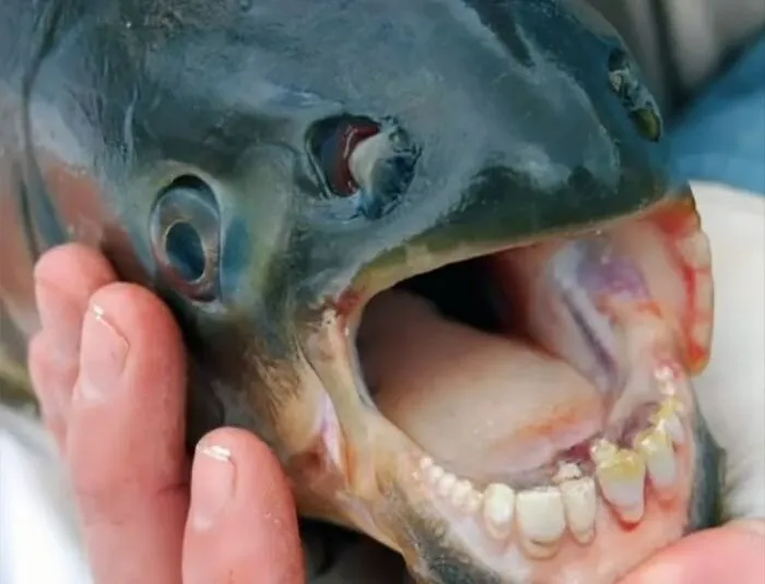 50 Of The Most Disturbing Facts About The World That Might Freak You Out, As Shared By This TikToker