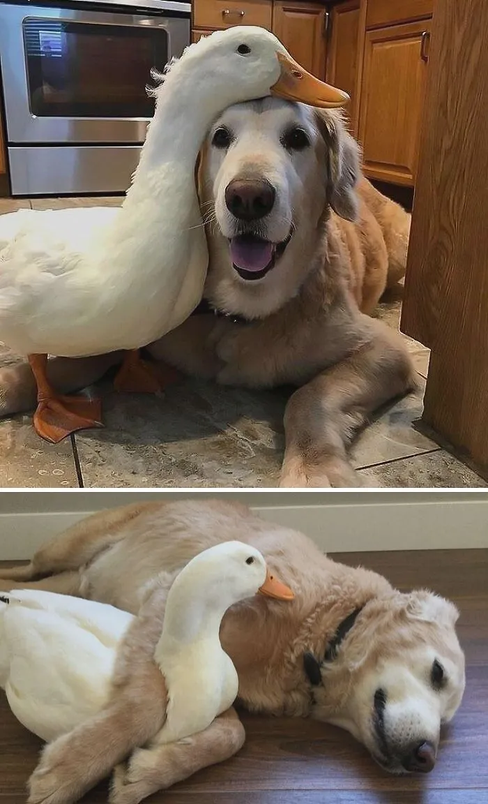 Fluffy Headrest