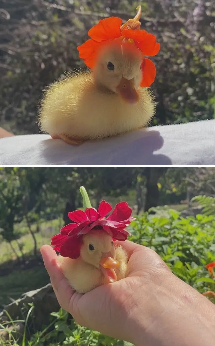 Fancy Hat