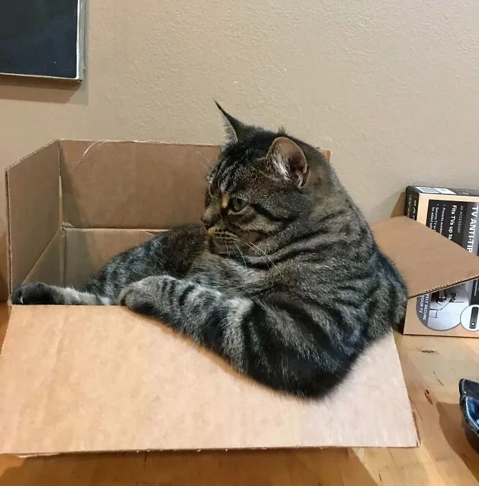 My Fat Trucker Cat