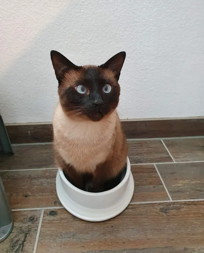 Got Him A New Water Bowl. I Think He Misunderstood What It Is. And Yes He Sits In The Water