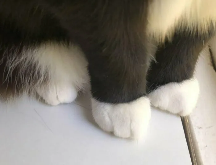 I'm So Glad I Found This Place To Share Moia's Lil Chubs
