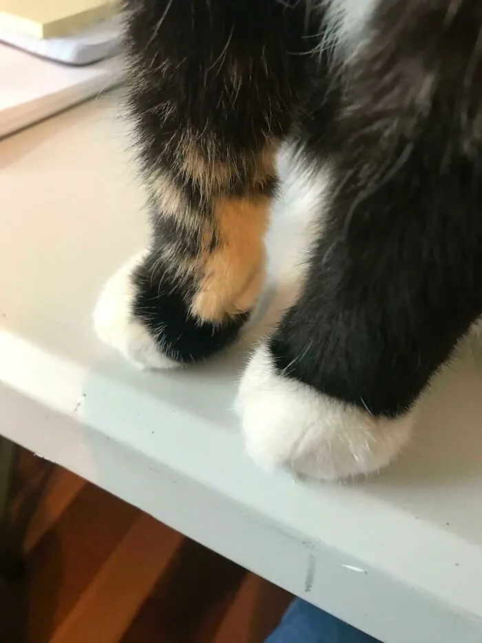 I Was Told These Belong Here!
