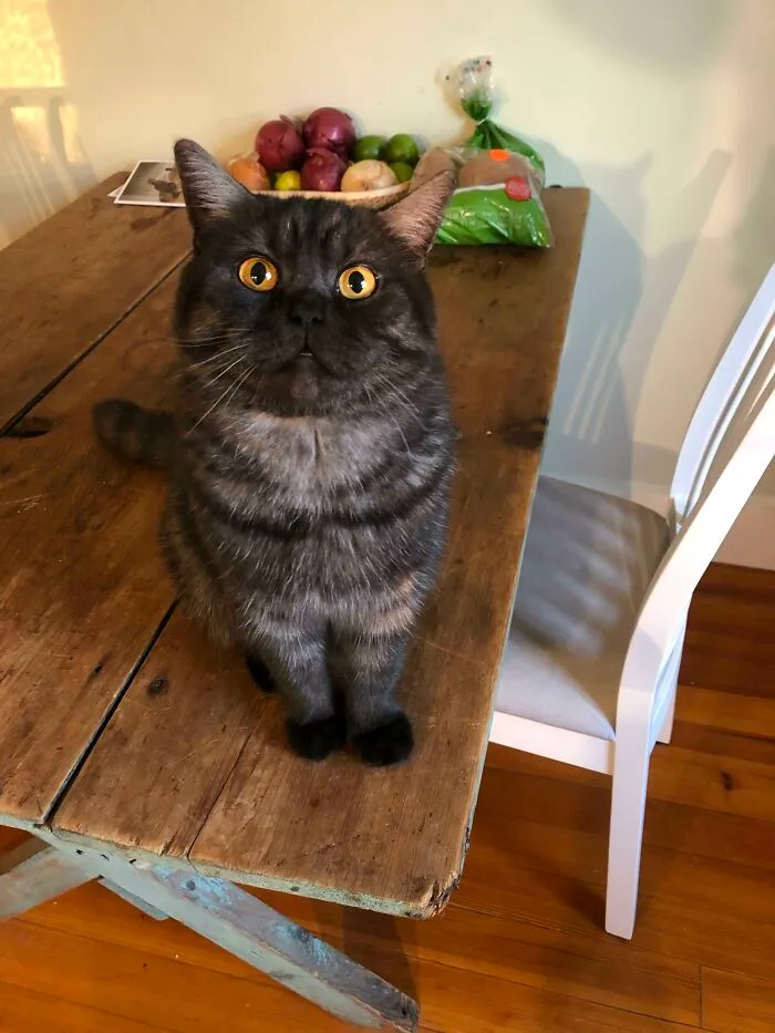 Oscar Looking Handsome This Morning
