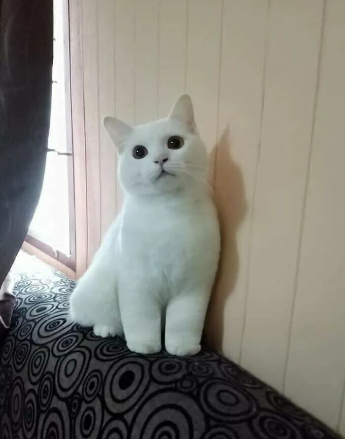 Her Fluffy Kankles