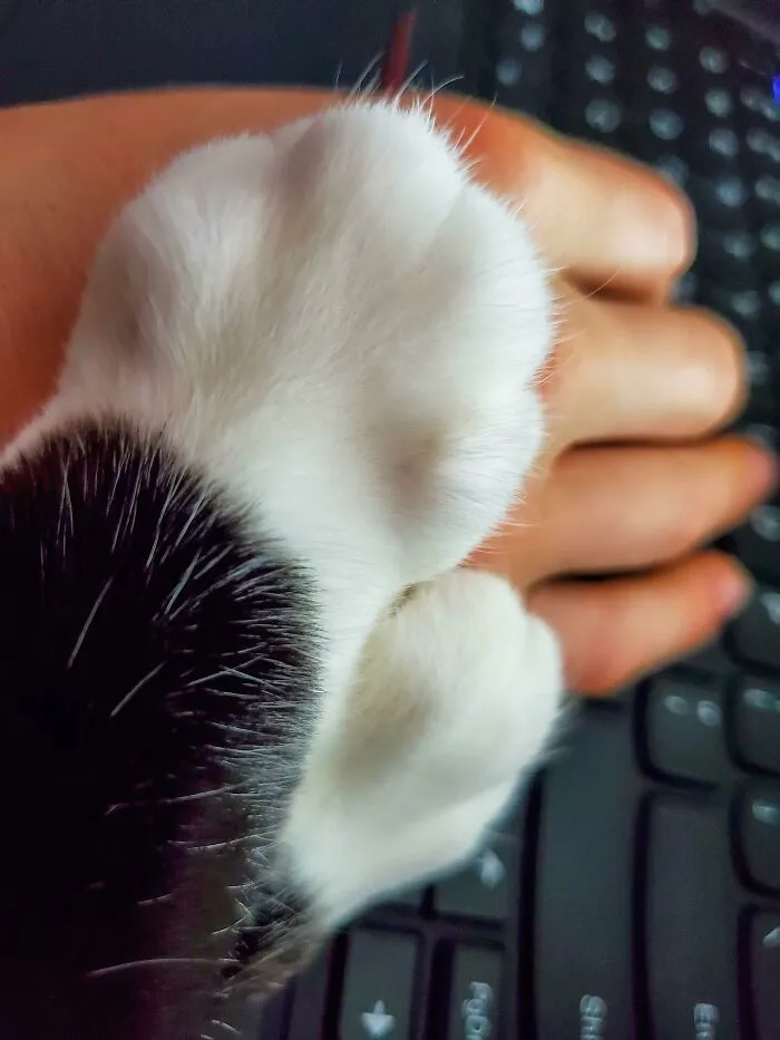 No Typing, Only Kankles