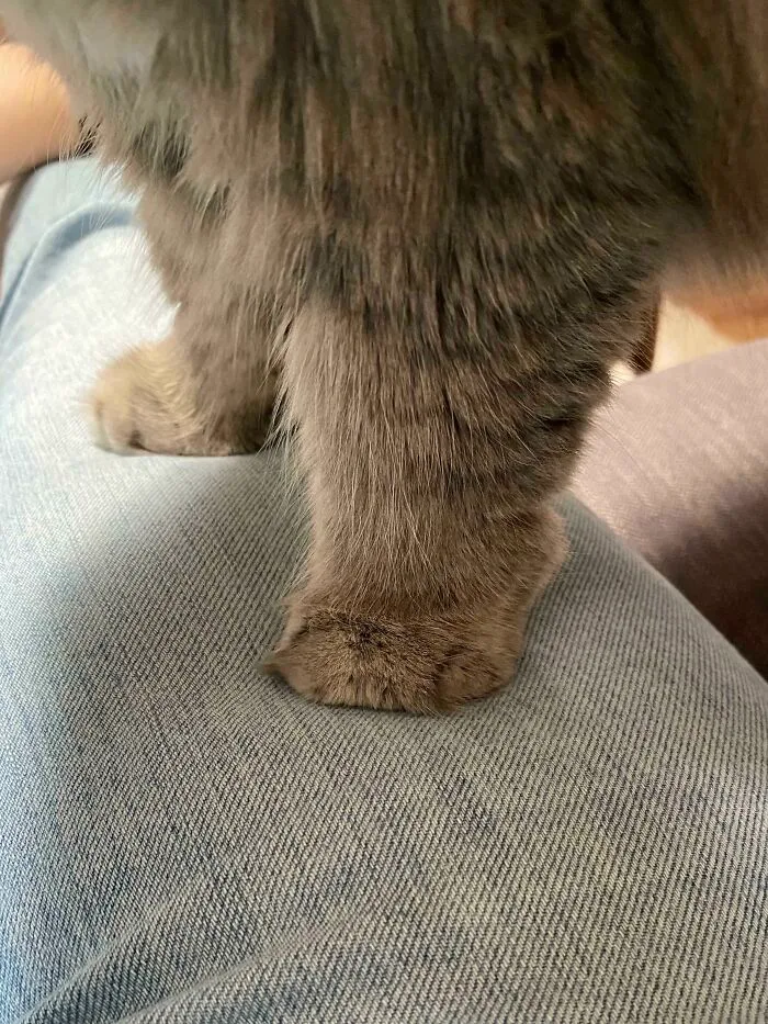 Power Stance Kankles