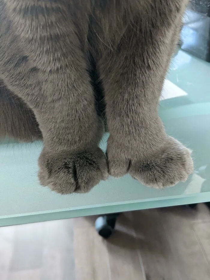 My Coworker Showing Off Her Kankles