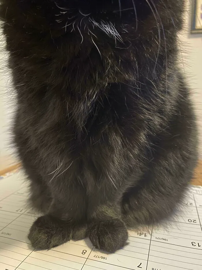 Las patitas de los gatos negros son difíciles de fotografiar