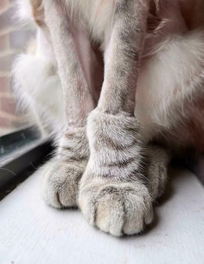 I Was Told You Guys Might Like Pluto’s Post-Surgery Kankle Boots :)