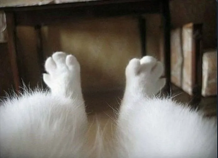 Point Of View