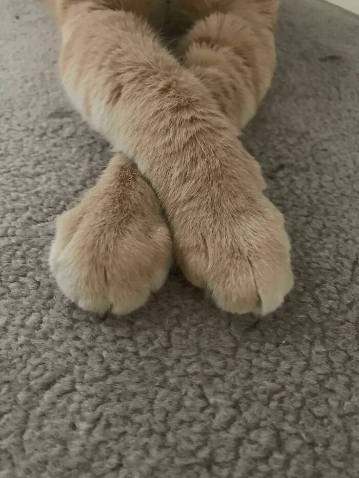 Prim And Proper Kankles