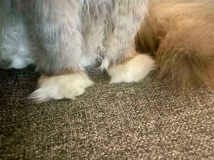 Kankles With A Side Of Floof