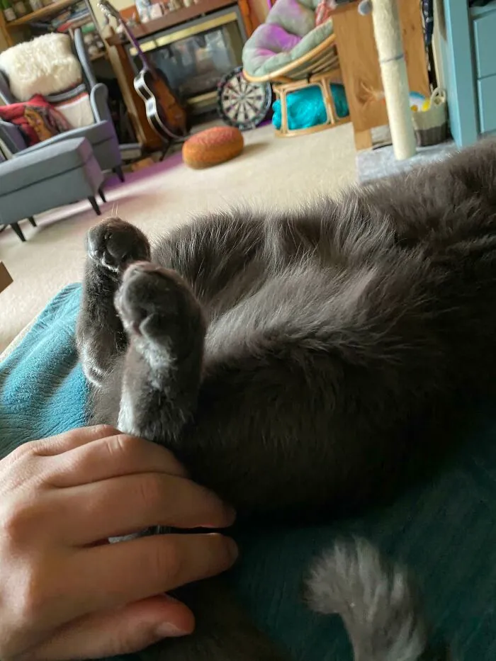¿Cuentan las patitas traseras acurrucadas? 