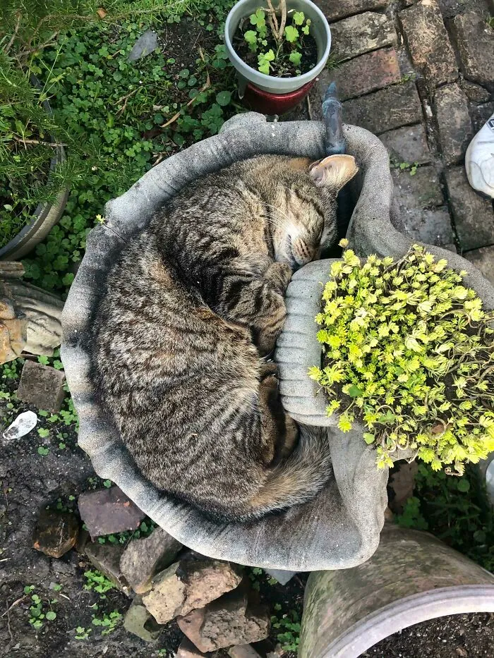 Bertus The Magnificent, First Formerly Feral Of His Name, Sleeping Where He Fits