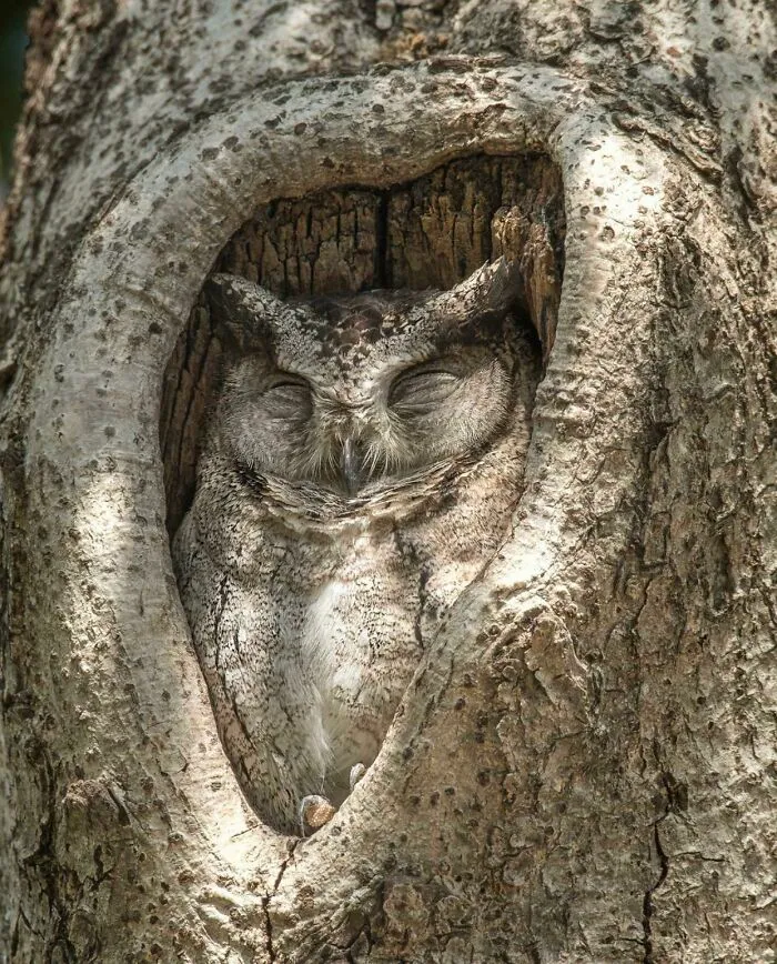 El búho encontró su lugar de descanso perfecto