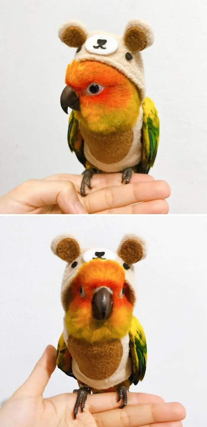 a parrot sitting on fingers in a bear hat