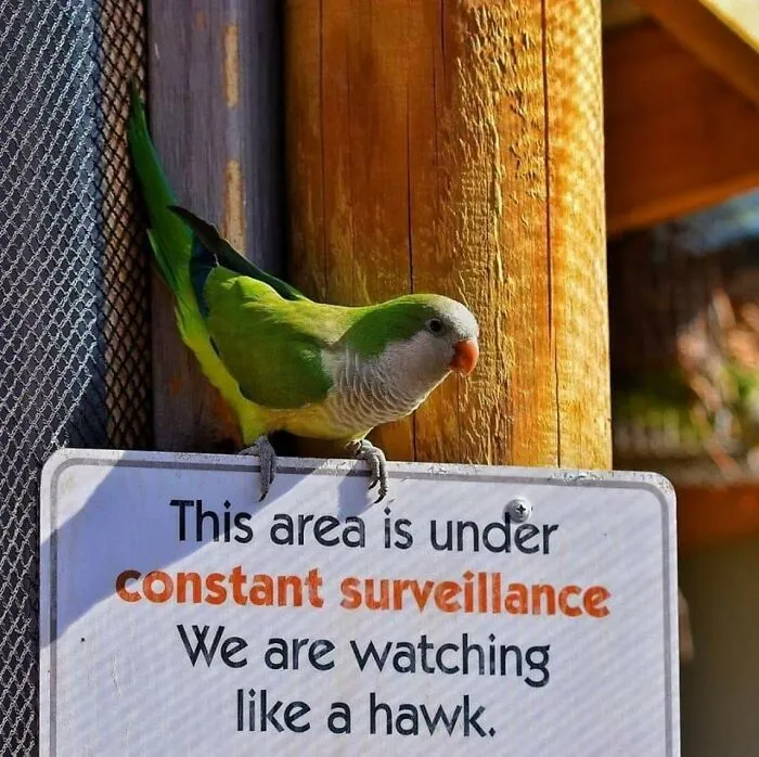 a green parrot sitting on the signboard