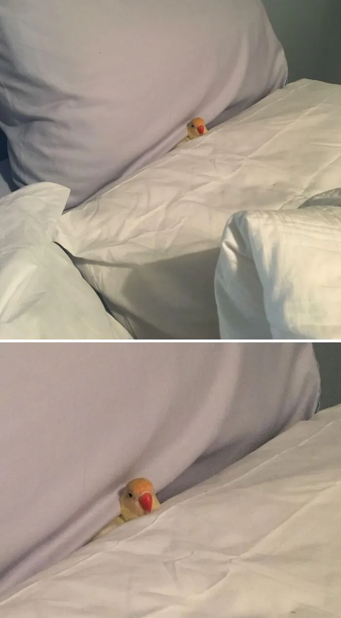 My Bird Tucked Herself In Goodnight