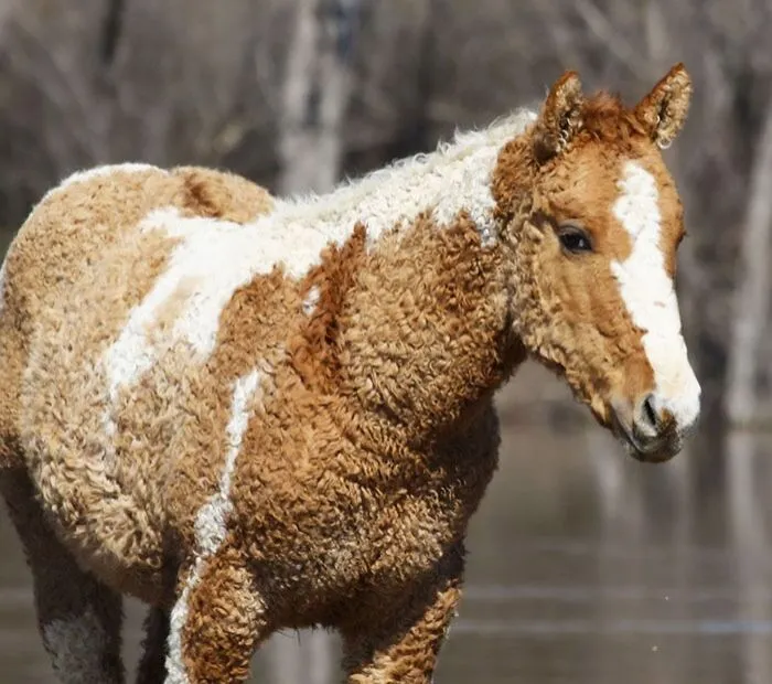 Caballo rizado
