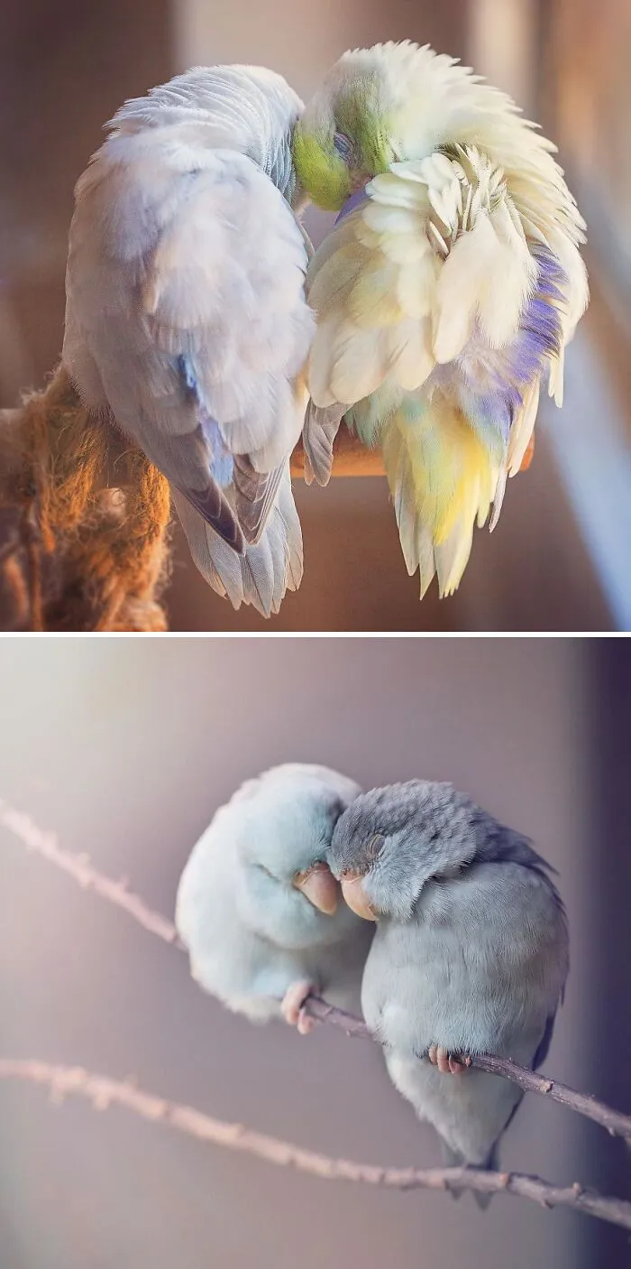 I Document A Storybook Love Between My Pastel Parrotlets, And The Result Will Melt Your Heart