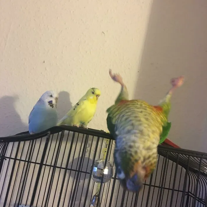 I Can Never Get A Nice Picture Of Them All Together