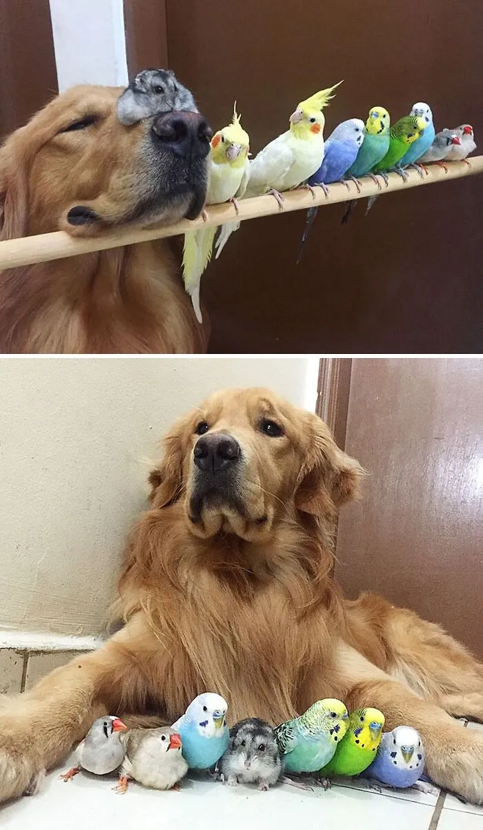 A Dog, 8 Birds And A Hamster Are The Most Unusual Best Friends Ever