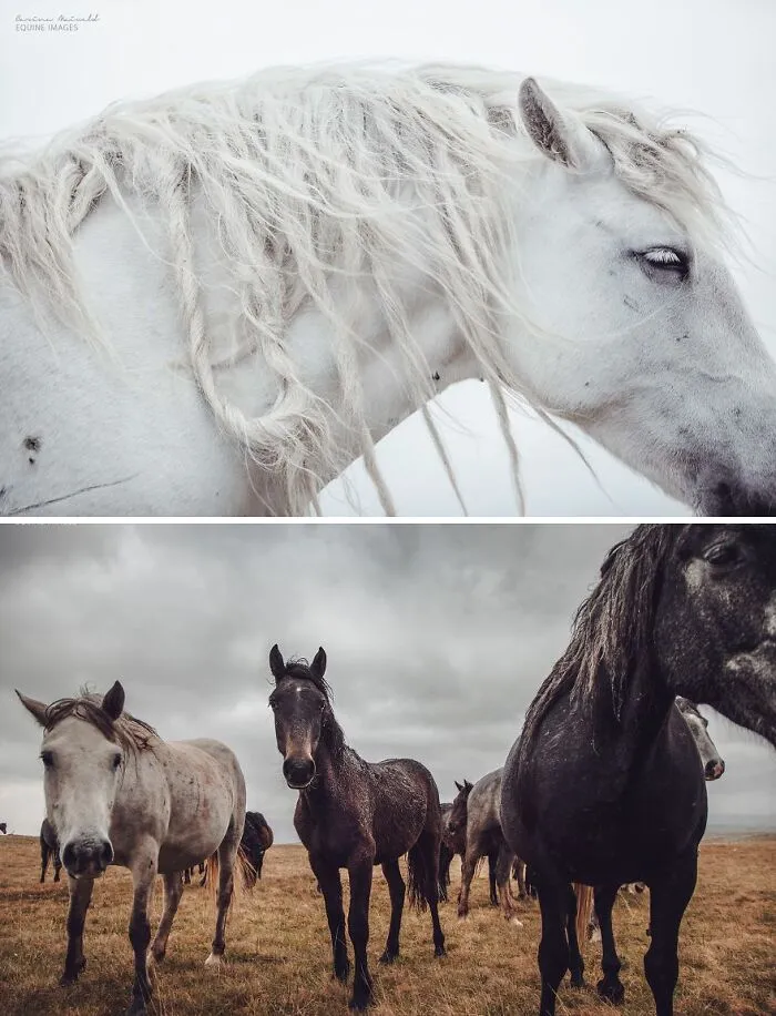 Encuentro libertad con los caballos
