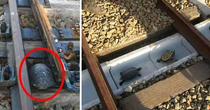 Turtle Tunnels In Japan, Protecting The Turtles Crossing Train Tracks And Stopping Trains From Derailing Due To Turtles!!