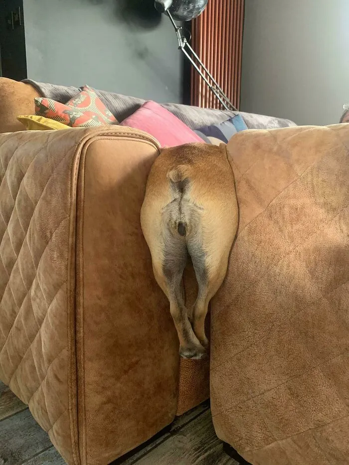 Perdí a mi perro por un momento. No estoy seguro de cuánto tiempo ha estado atrapado allí