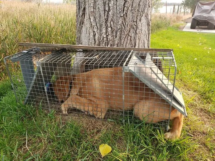 Al parecer, a Pickles le gusta más el atún que a los mapaches