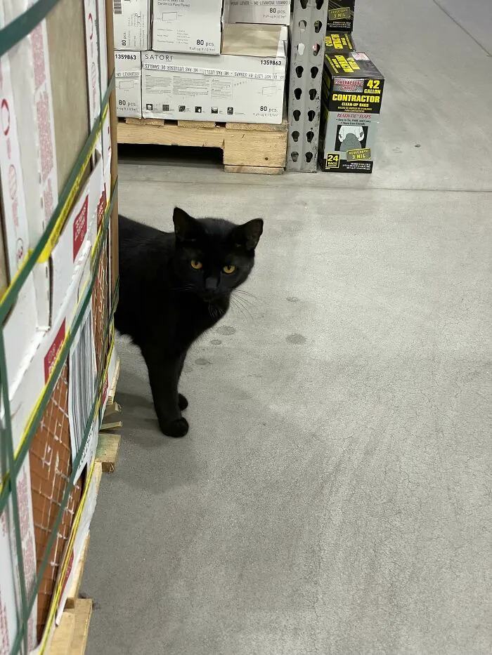 Hallé a este gato caminando por Lowes (una gran tienda de arreglos para el hogar)