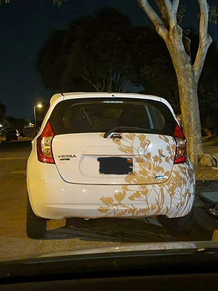 La sombra de esta planta hace que parezca que el coche de mi amigo tiene una calcomanía