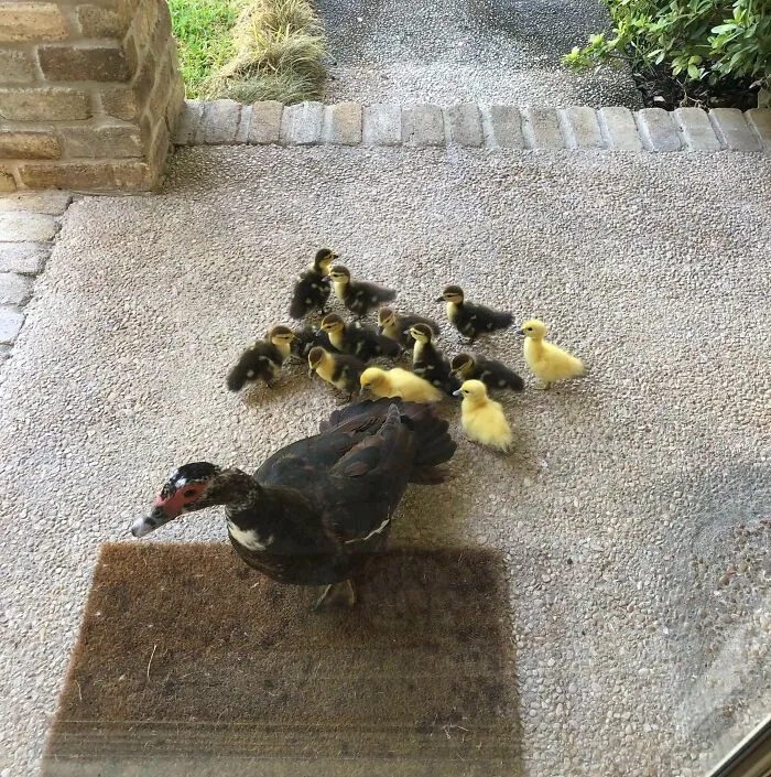 Every Year This Mama Duck Brings Her Babies To My House And I Help Her Take Care Of Them. This Morning I Opened My Door To 13 New Peeping Fluff Balls
