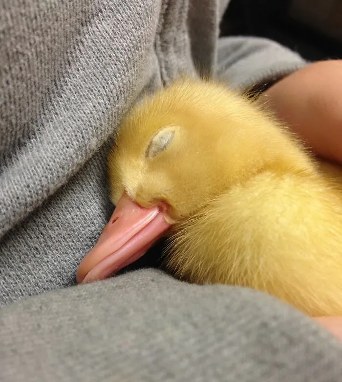 This Baby Duck Is Sleeping, So People Who Are Also Going To Sleep Good Night And Dream About Ducks